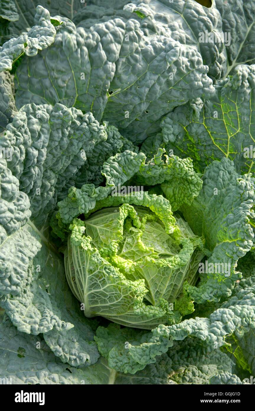 Cabbage 'Melissa' F1- - (Savoy)   MIW252236 Stock Photo