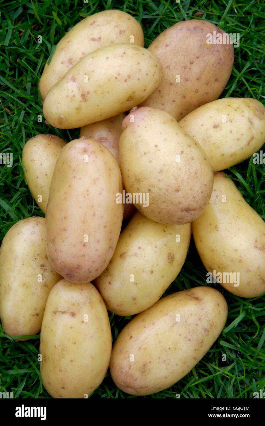 Potato 'Harlequin'   MIW252243 Stock Photo