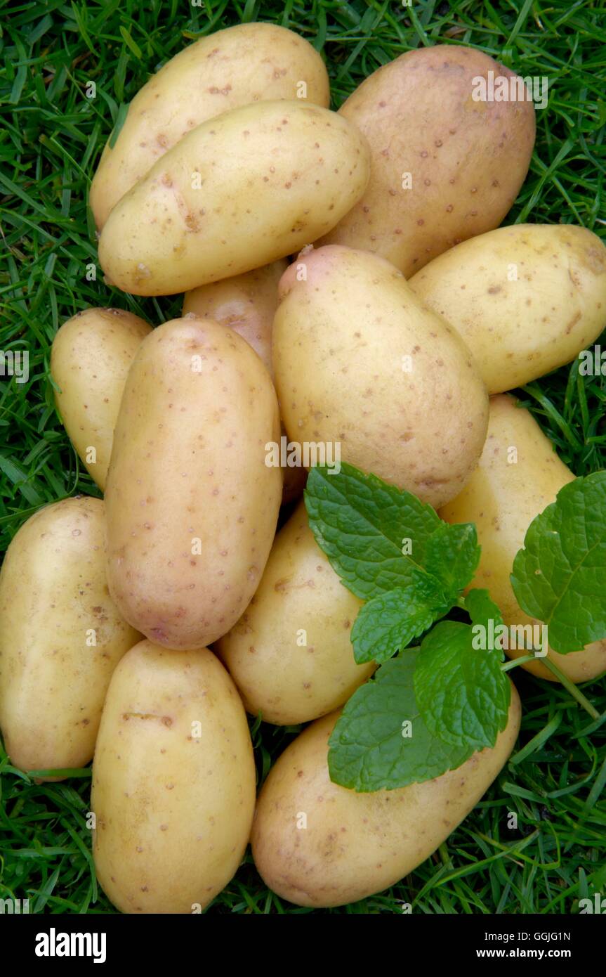 Potato 'Harlequin'   MIW252244 Stock Photo