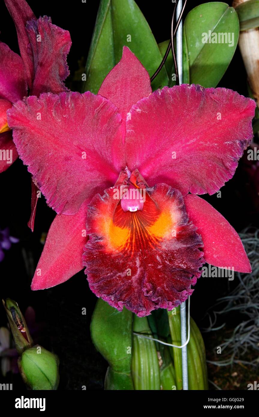 Brassolaeliocattleya Sanyang Ruby - 'Crowned Dragon'   MIW252257 Stock Photo