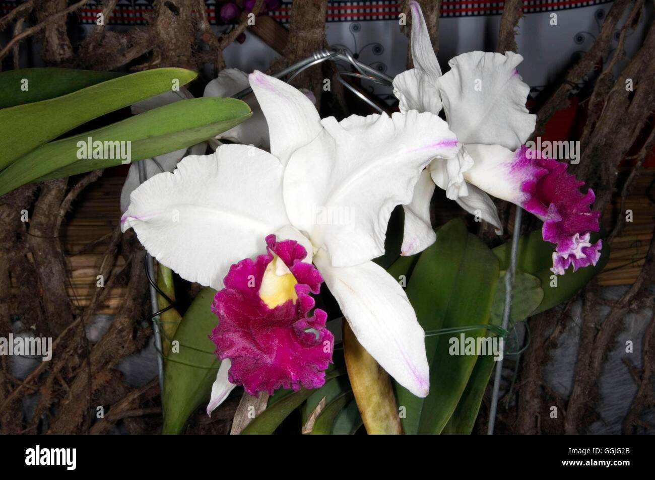 Laeliocattleya Long River 'Orchis'   MIW252259 Stock Photo