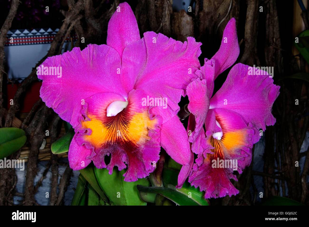 Brassolaeliocattleya King of Tiawan 'Orchis'   MIW252260 Stock Photo