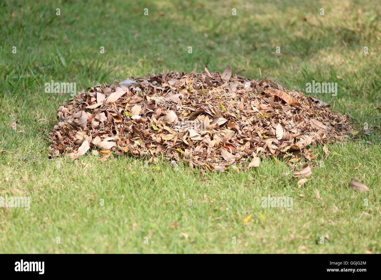 pile of dry leaves on the lawn in the backyard for made organic composting Stock Photo Alamy