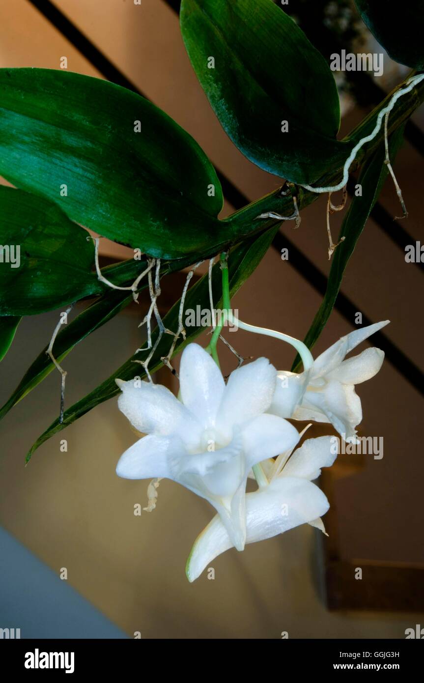 Dendrobium arcuatum   MIW252287 Stock Photo