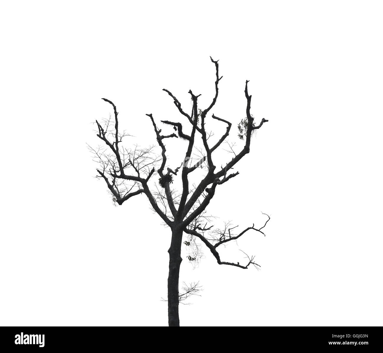 dead trees isolated on the white background. Stock Photo