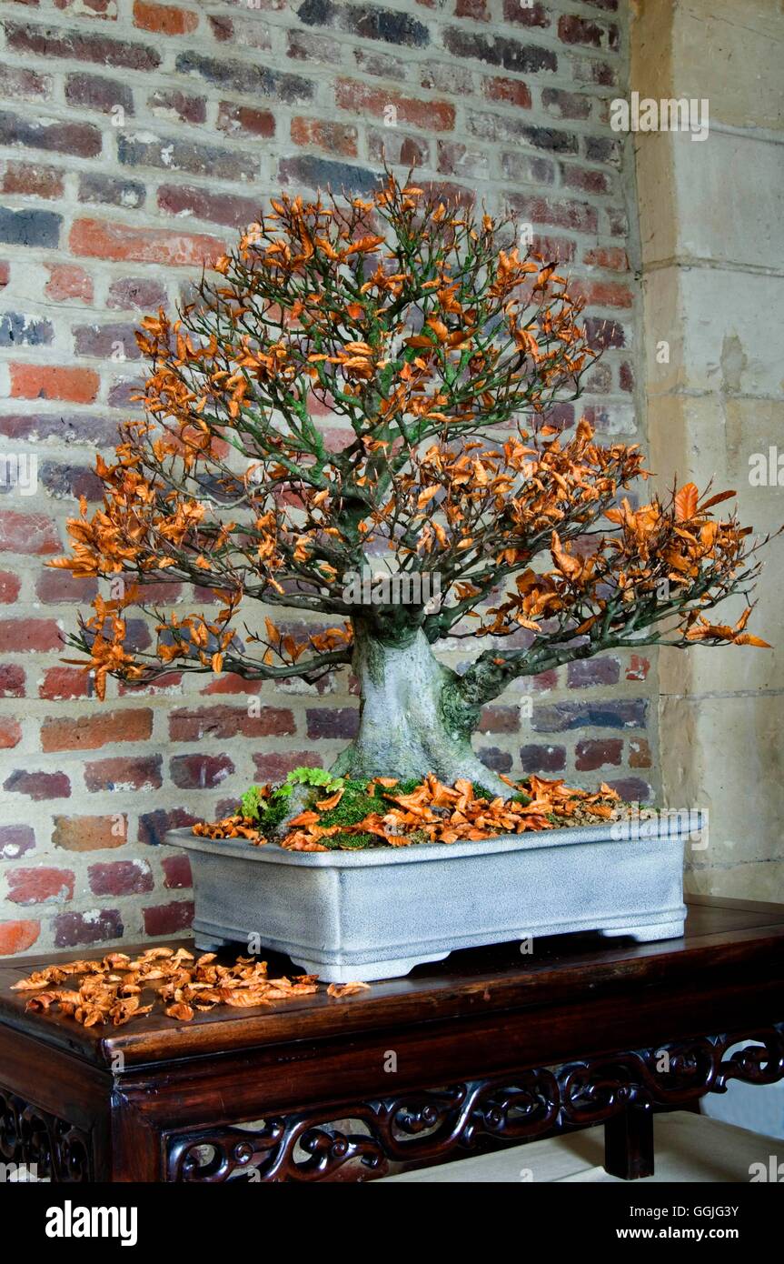 Bonsai- - Fagus sylvatica in Autumn MIW252292 Stock Photo - Alamy