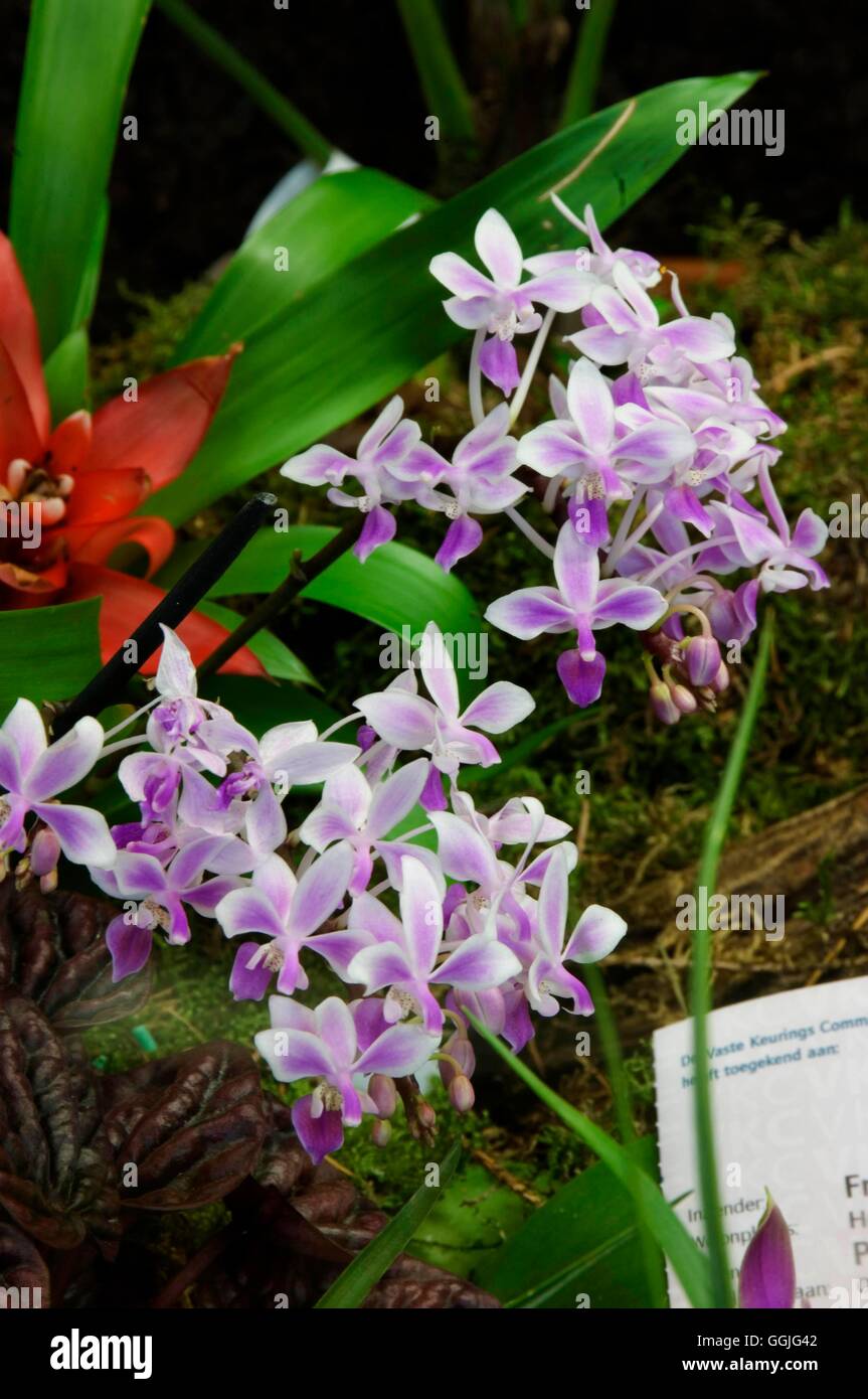 Phalaenopsis equestris   MIW252295 Stock Photo