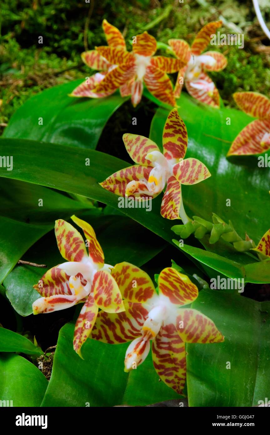 Phalaenopsis amboinensis   MIW252296 Stock Photo