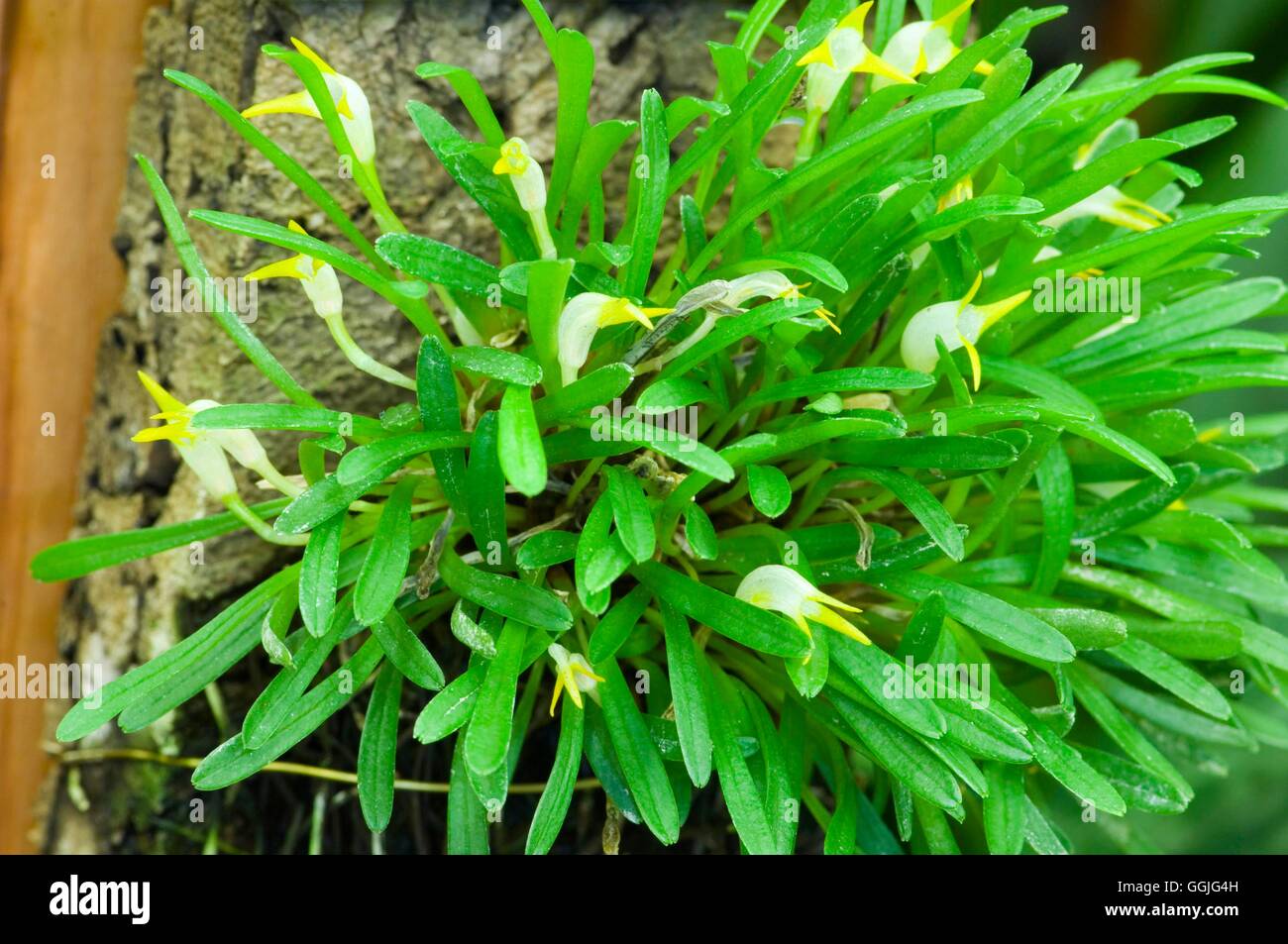 Masdevallia kyphonantha- - (Syn M. pseudominuta)   MIW252305 Stock Photo