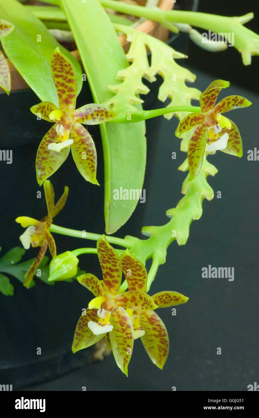 Phalaenopsis cornu-cervi   MIW252310 Stock Photo