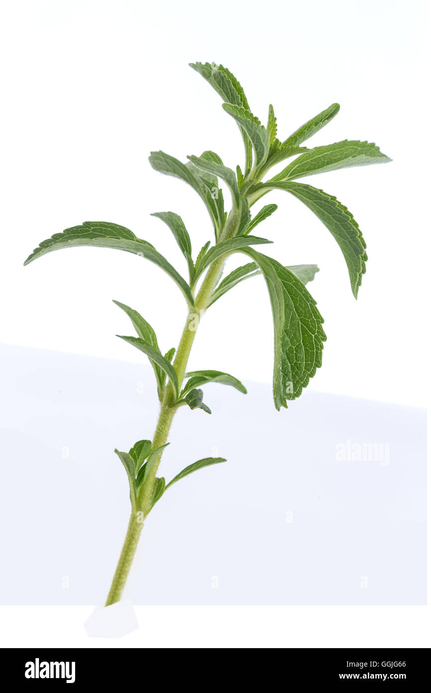 Summer savory Satureja hortensis Stock Photo