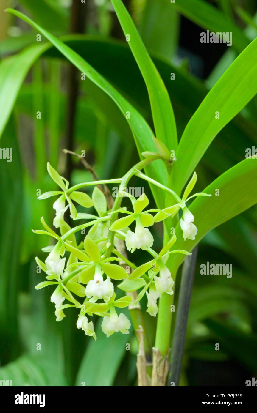 Epidendrum paniculatum- - (Syn E. floribundum)   MIW252336 Stock Photo