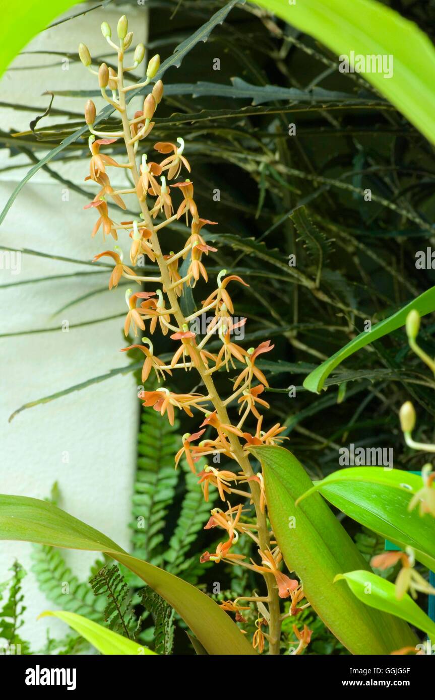 liparis-nutans-hi-res-stock-photography-and-images-alamy
