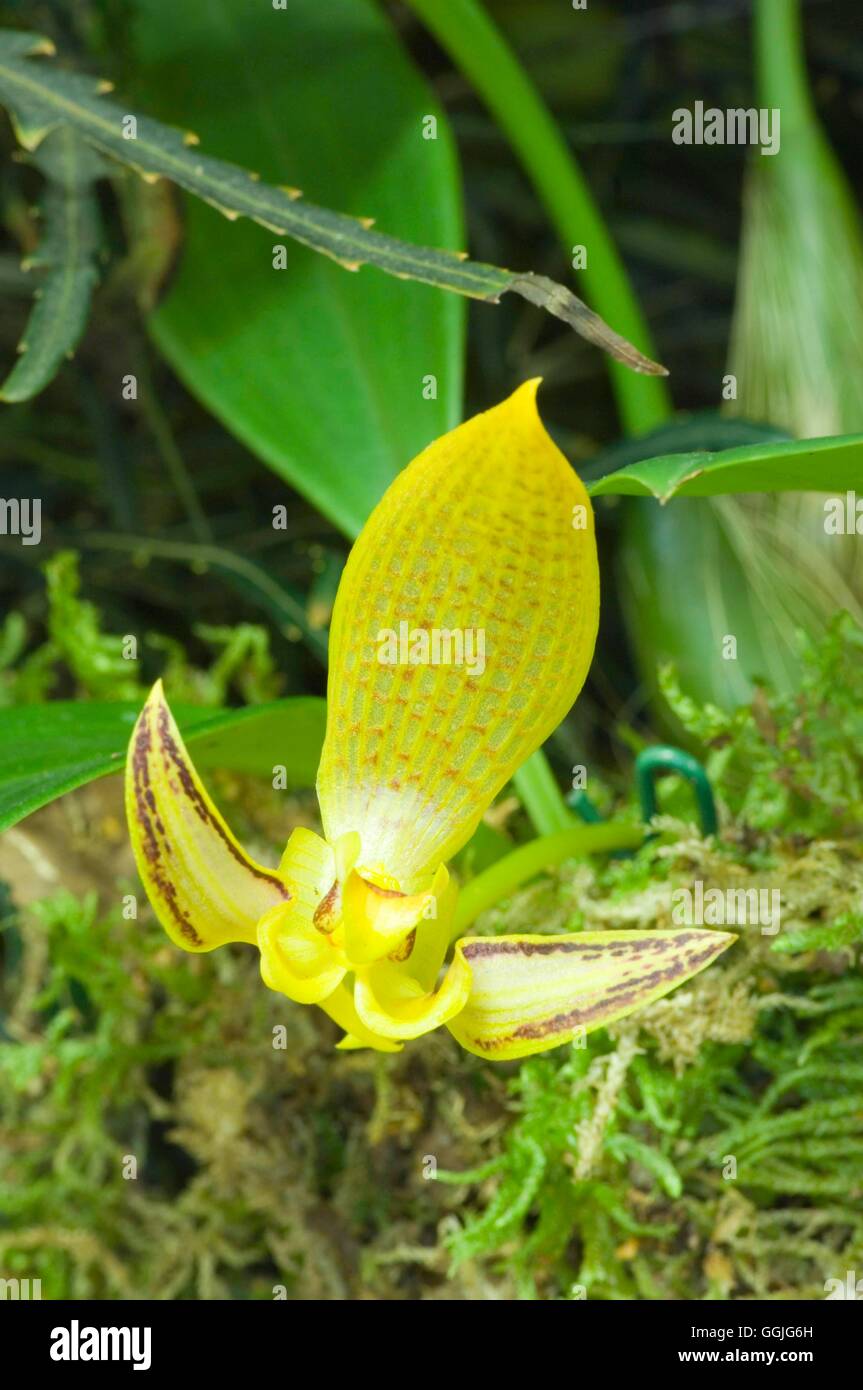Bulbophyllum dearei   MIW252344 Stock Photo
