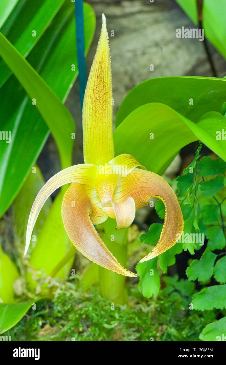 Bulbophyllum lobbii   MIW252346 Stock Photo