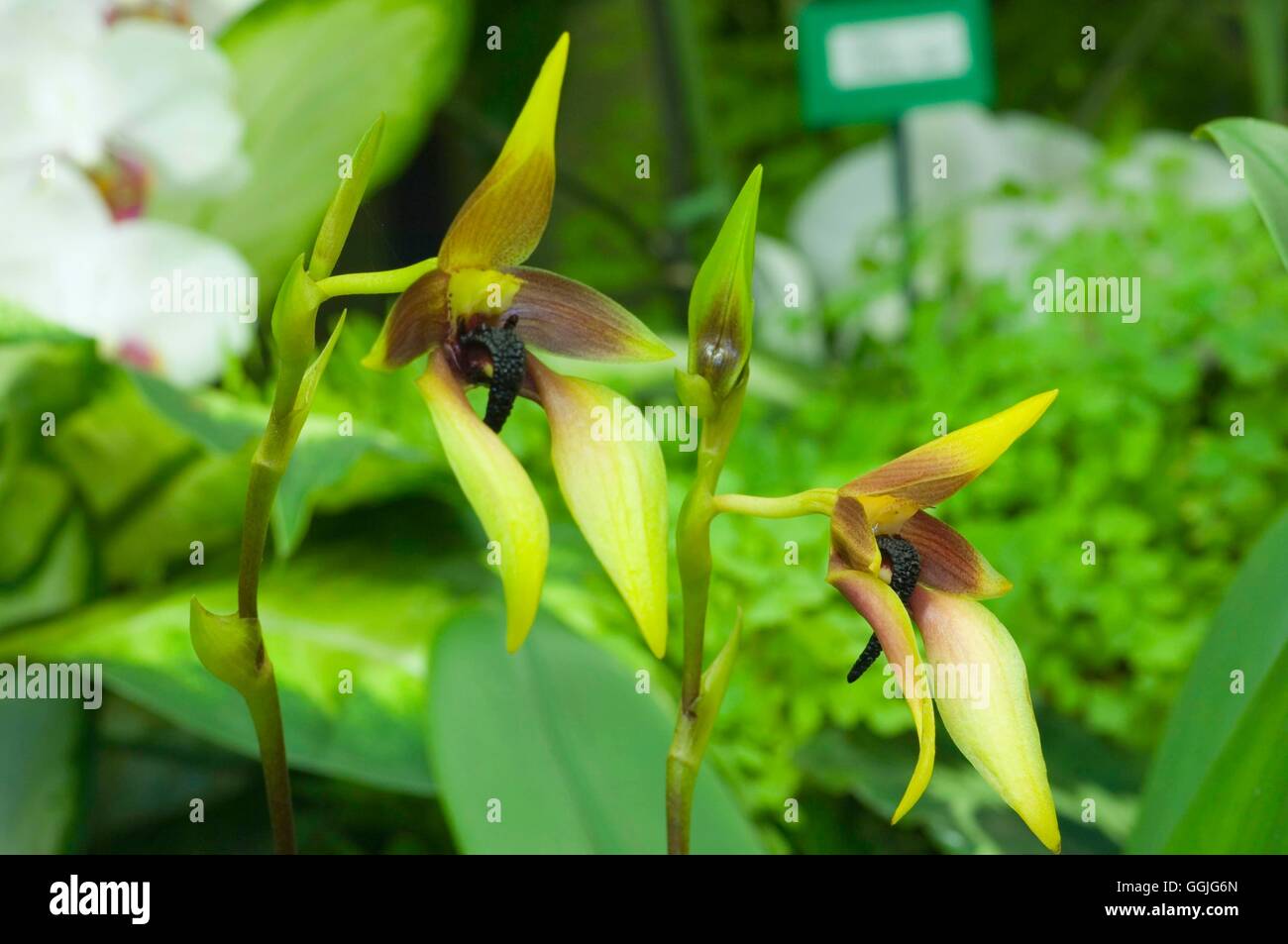 Bulbophyllum carunculatum   MIW252347 Stock Photo