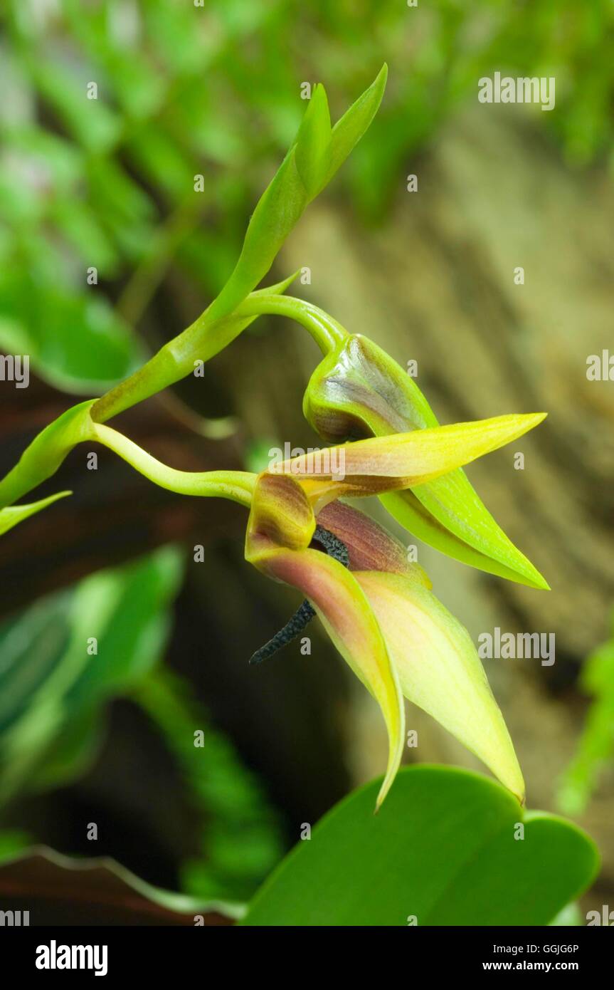 Bulbophyllum lobbii- - (Syn B. claptonense)   MIW252348 Stock Photo