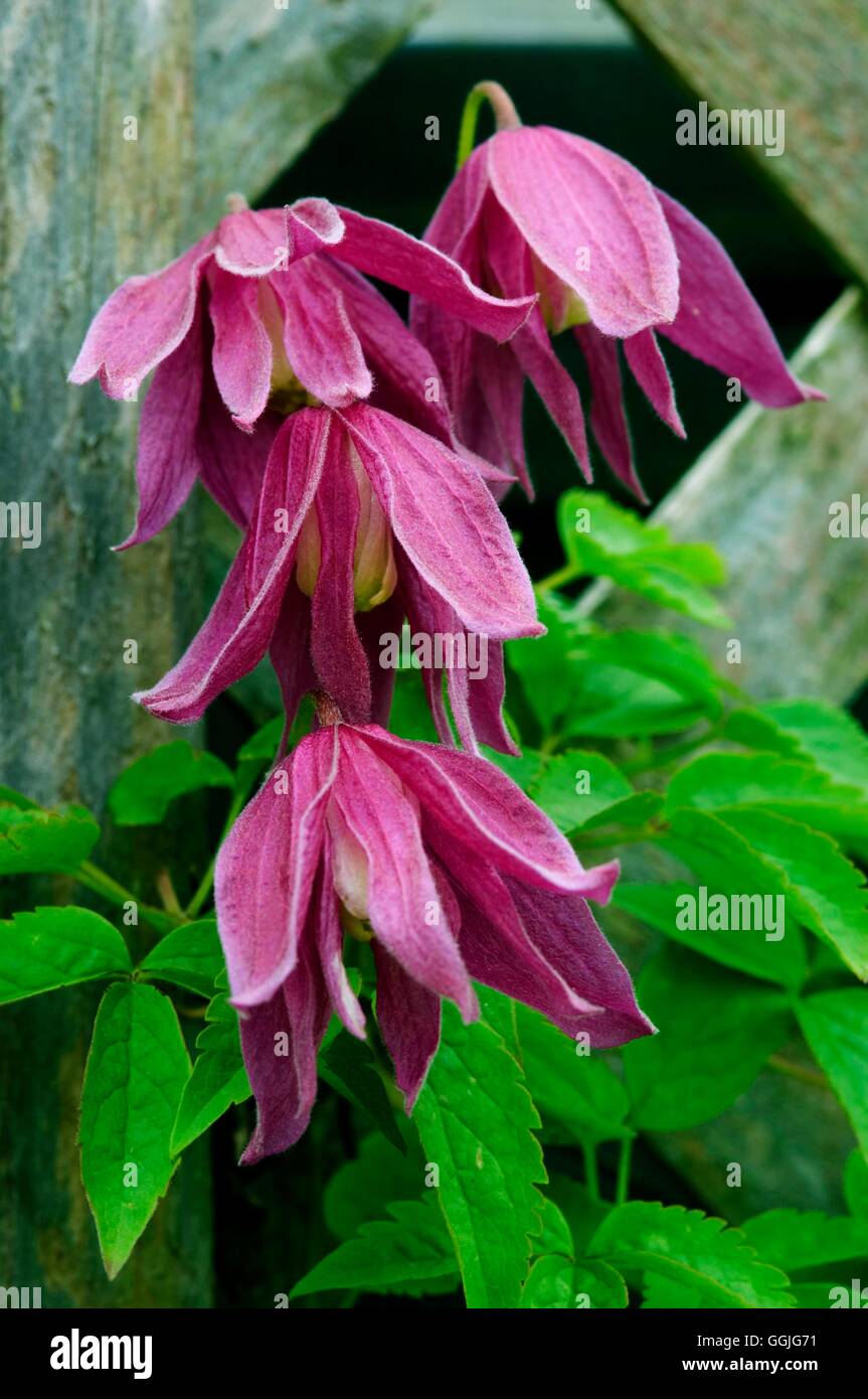 Clematis alpina 'Constance'   MIW252354 Stock Photo