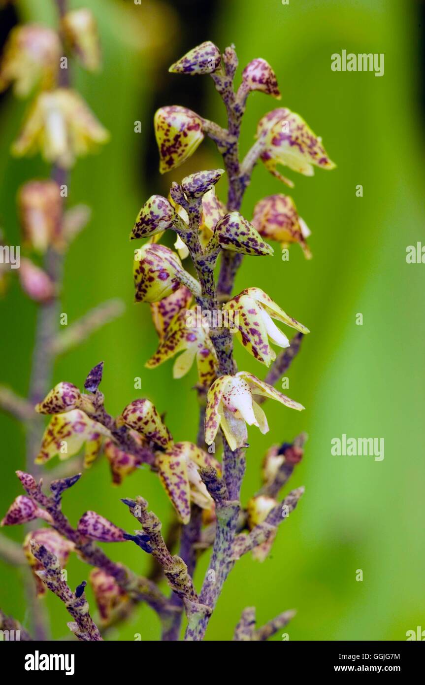 Polystachya pachychila   MIW252369 Stock Photo