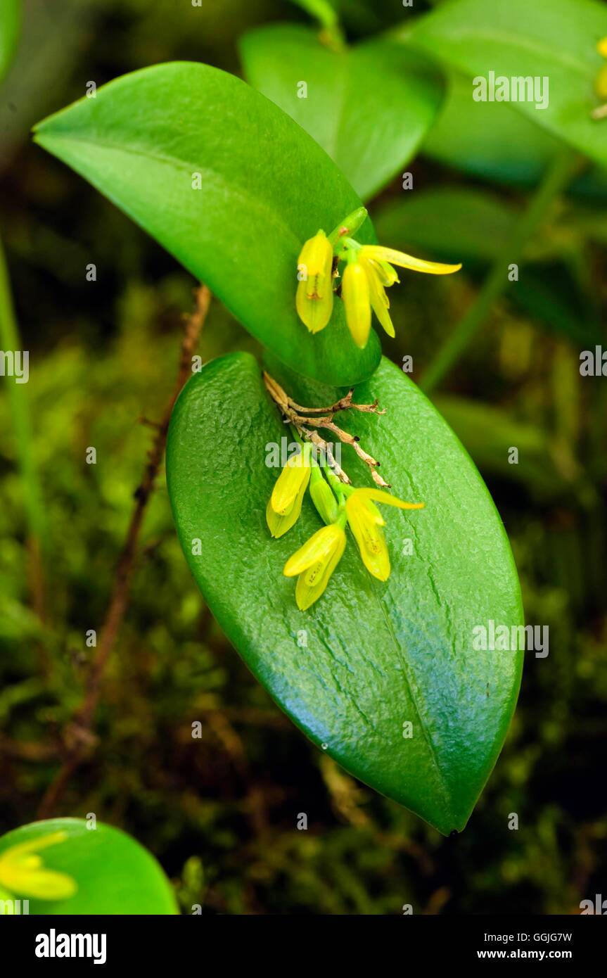 Acianthera luteola- - (Syn Pleurothallis luteola)   MIW252372 Stock Photo