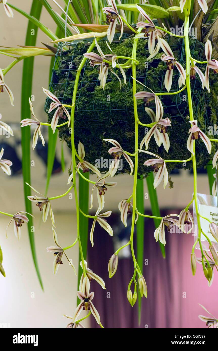 Cymbidium Dayanum Red