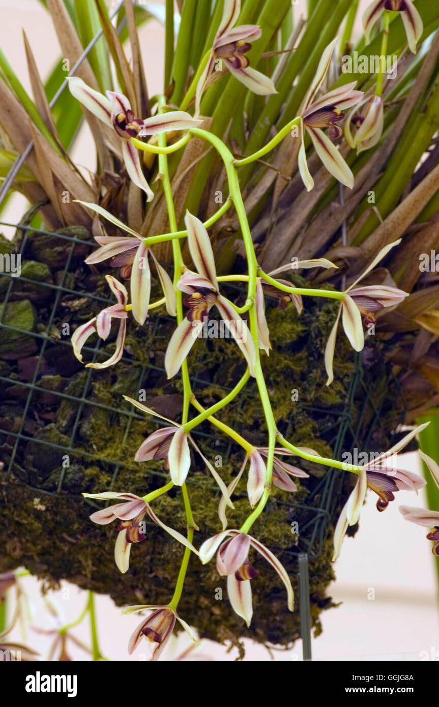 Cymbidium dayanum MIW252382 Stock Photo Alamy