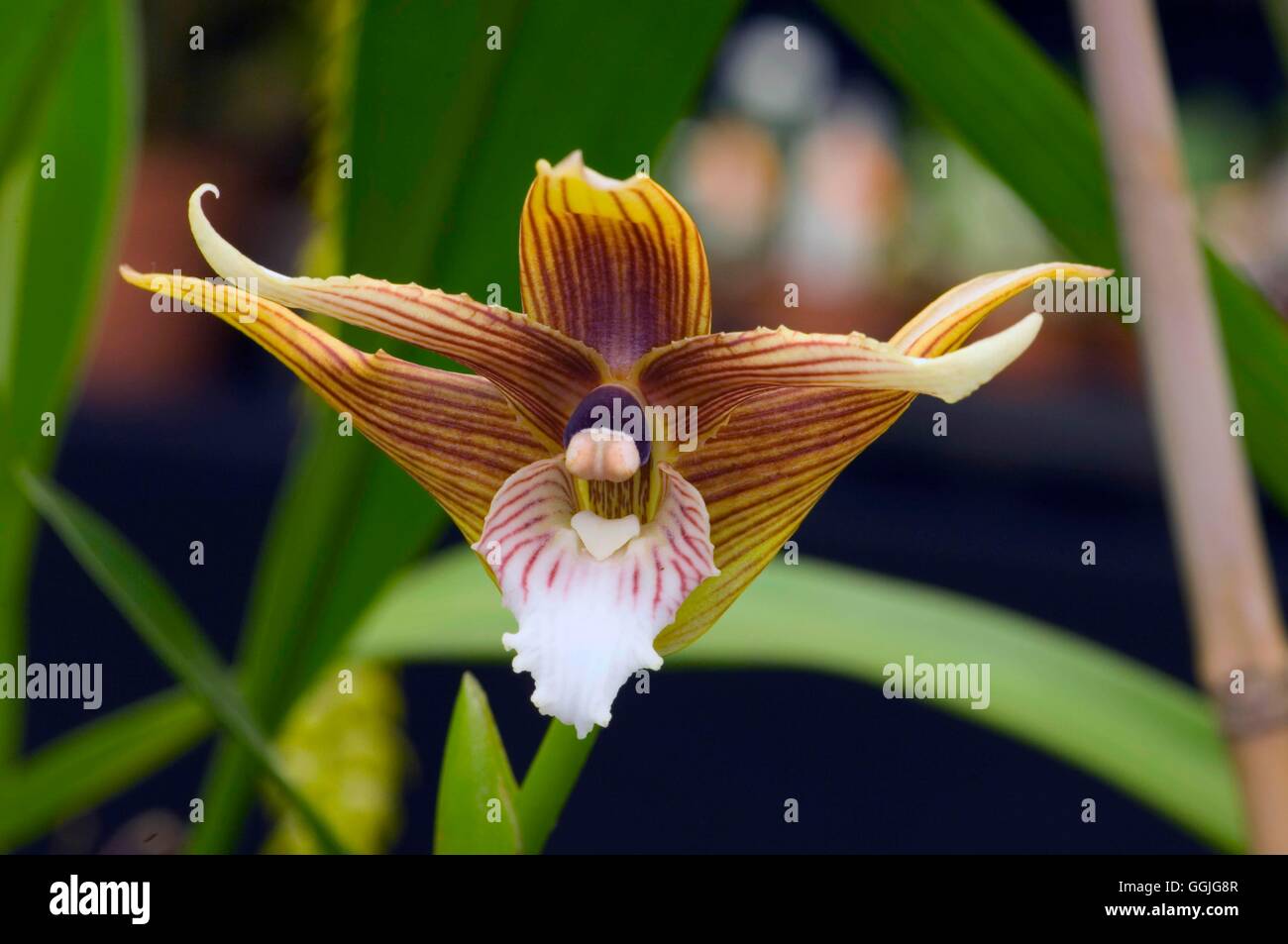 Maxillaria striata   MIW252391 Stock Photo