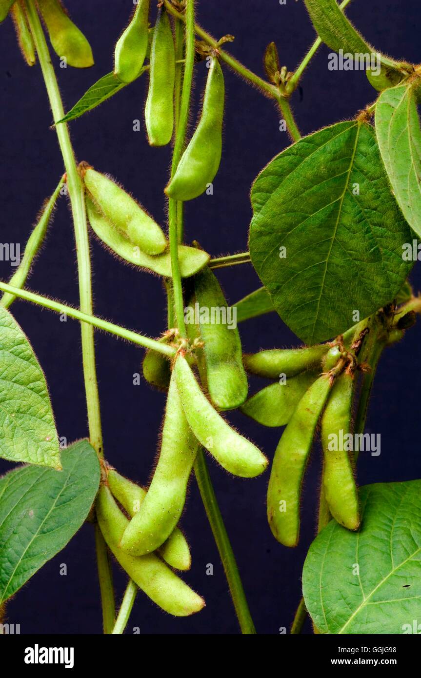 Soya Bean 'Ustie'- - (Glycine max  syns: Glycine hispida  Phaseolus max  Soja max)   MIW252401     P Stock Photo