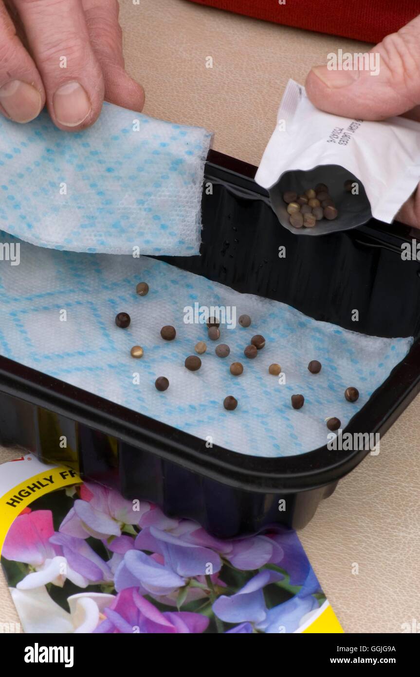 Seed Sowing - Flowers- - Sweet pea seeds on damp kitchen roll/paper to 'chit'   MIW252403     Photos Stock Photo