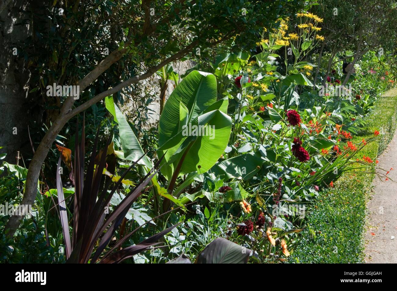 Perennial Border- on a sub-tropical theme with Cordyline  Banana  Dahlia  Crocosmia and Helianthus- - (Please credit: Photos Hor Stock Photo