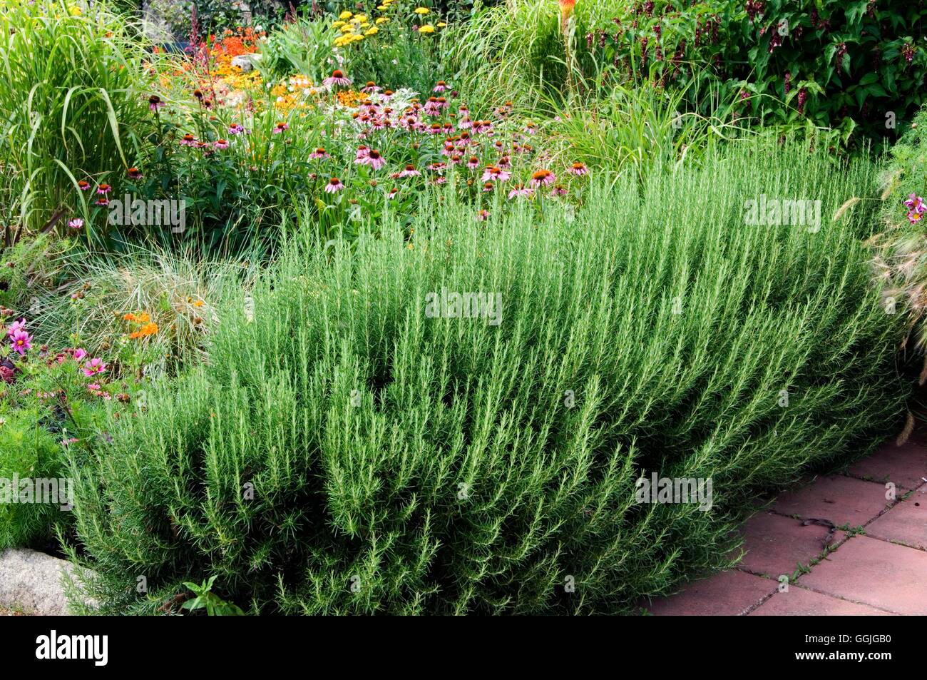 Hedge of Rosemary (Rosmarinus officinalis) (Please credit