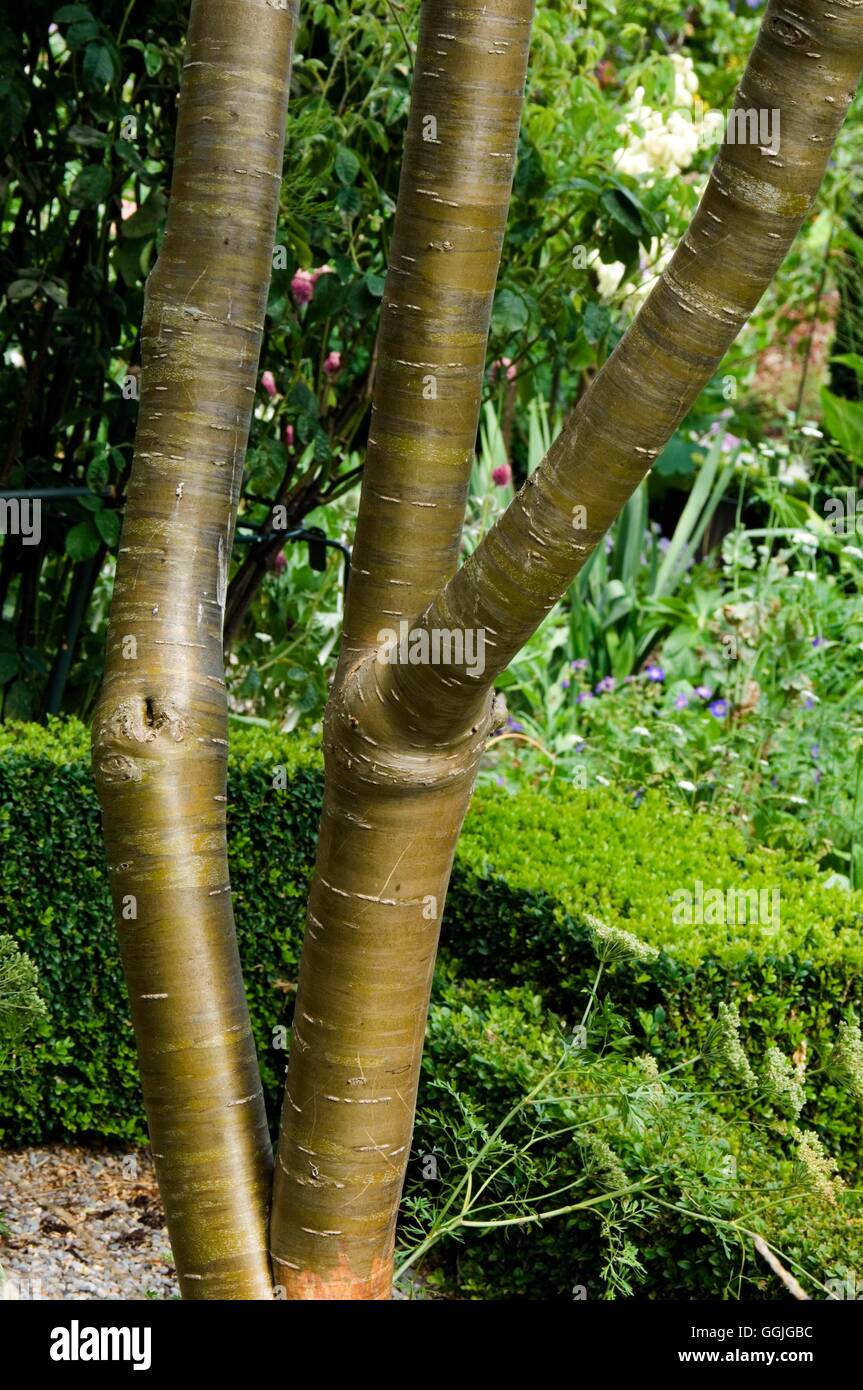 Bark - of Caragana arborescens lobbergii   MIW252446 Stock Photo