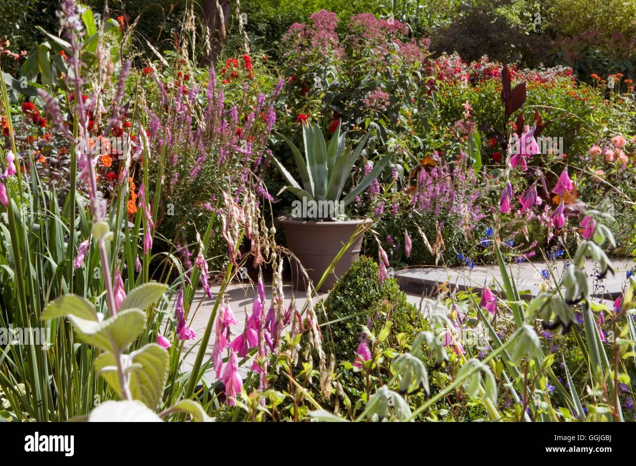 Helen Dillon's Garden Dublin Please credit Photos Hort/Helen Dillon