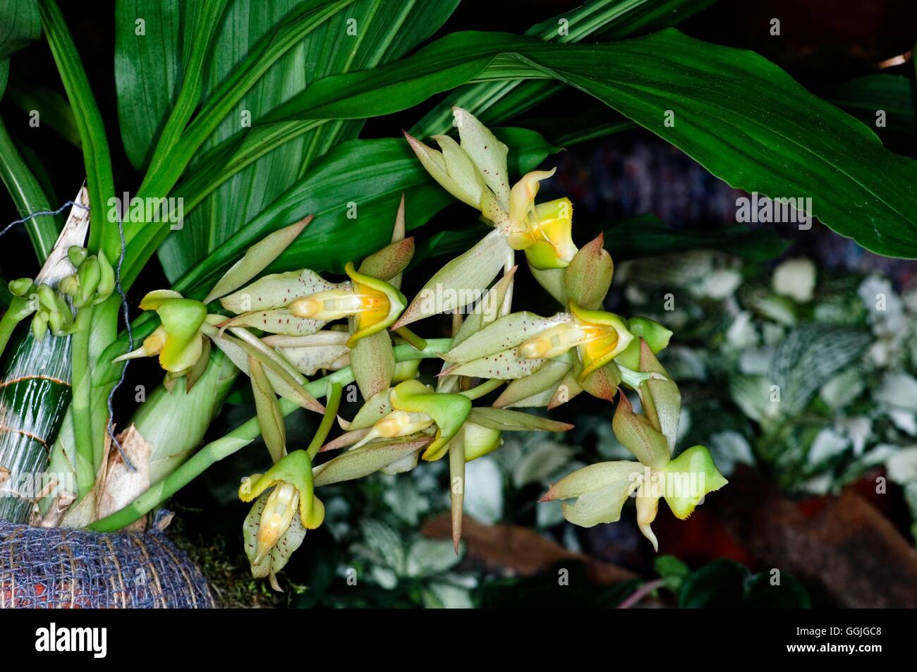 Catasetum pileatum   MIW252459 Stock Photo