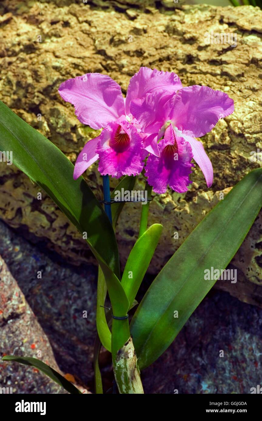 Cattleya labiata   MIW252479 Stock Photo