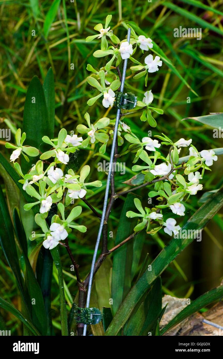Epidendrum 'Mabel Kanda'   MIW252491 Stock Photo