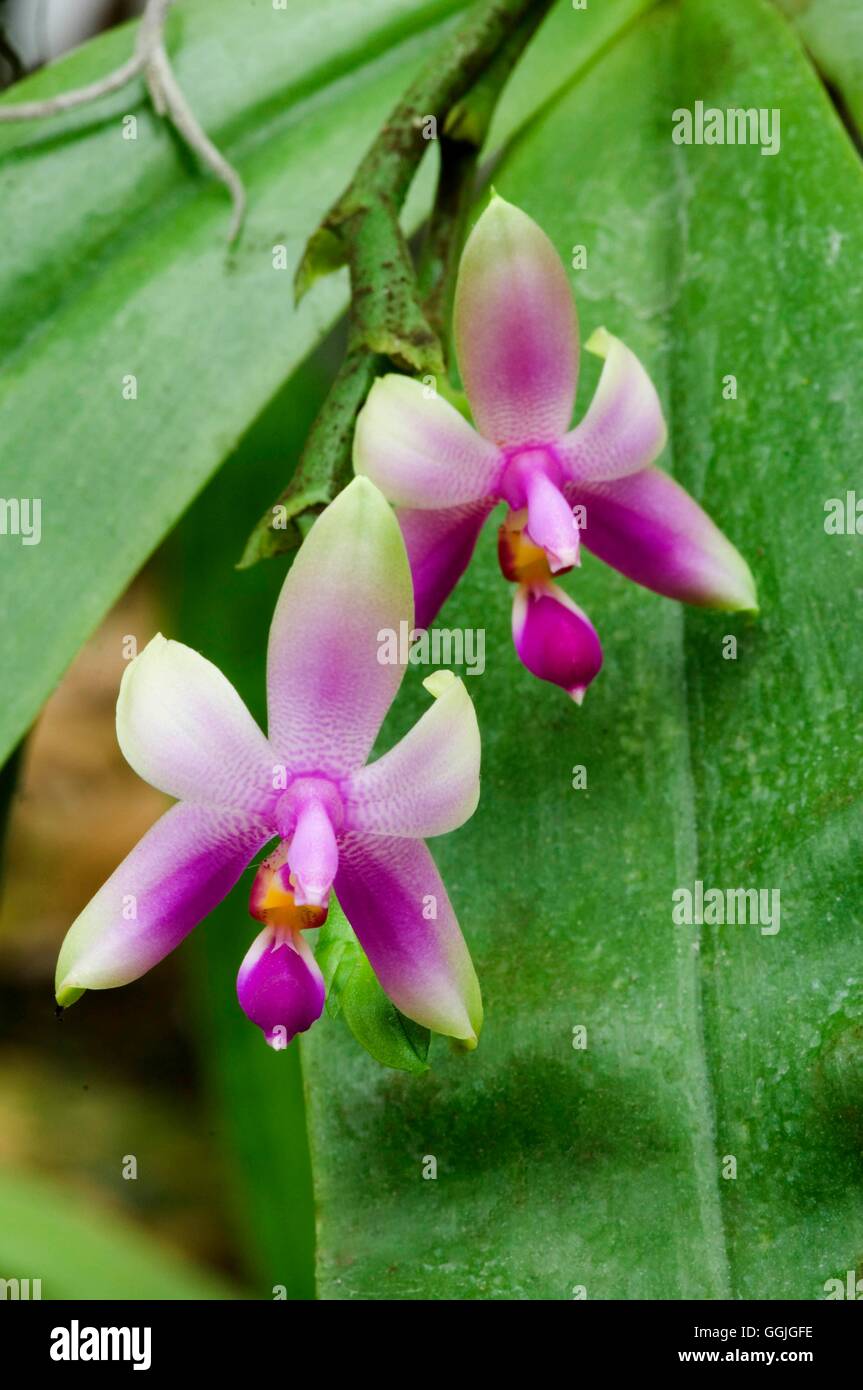 Phalaenopsis violacea 'Maloisie'   MIW252529 Stock Photo