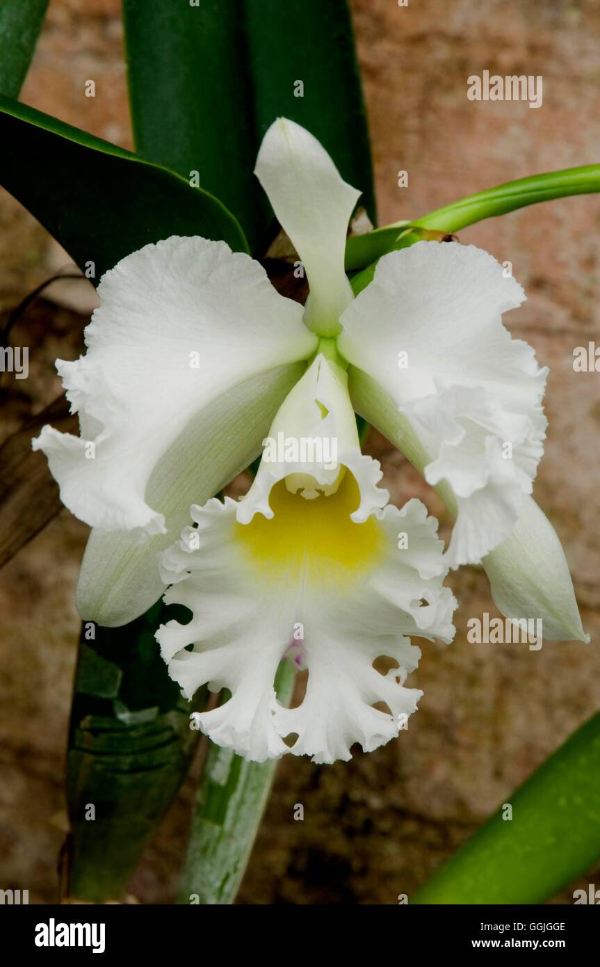 Brassolaeliocattleya 'Elizabeth Hearn'   MIW252556 Stock Photo