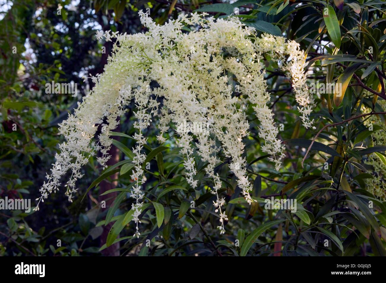 Hardenbergia violacea 'Alba'   MIW252595 Stock Photo