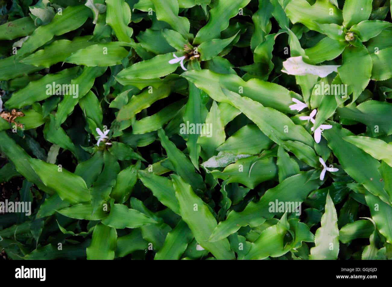 Cryptanthus acaulis var. argenteus   MIW252602 Stock Photo