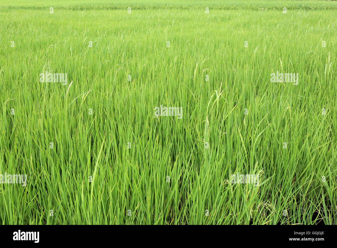 Bright green rice paddies fields in rural areas at Thailand and agriculture of the local population. Stock Photo