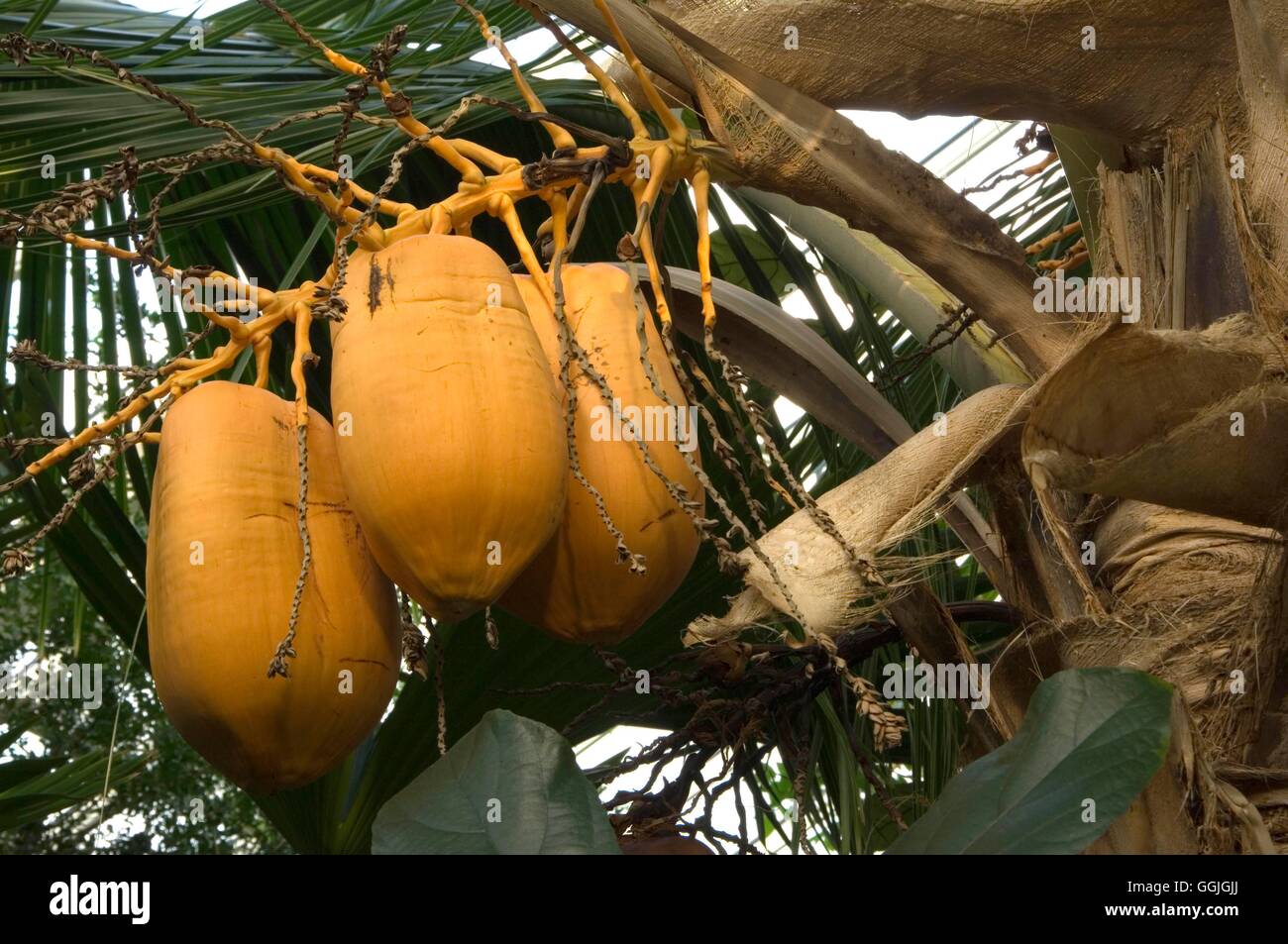 Cocos nucifera 'Dwarf Malay'   MIW252605 Stock Photo