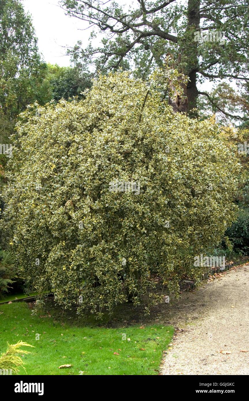 Ilex aquifolium 'Argentea-marginata Pendula'   MIW252620 Stock Photo