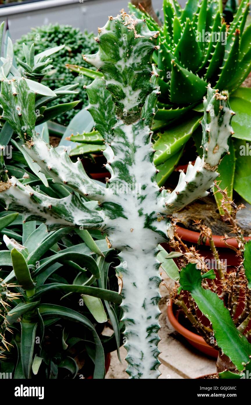 Euphorbia lactea 'Variegata'   MIW252634 Stock Photo