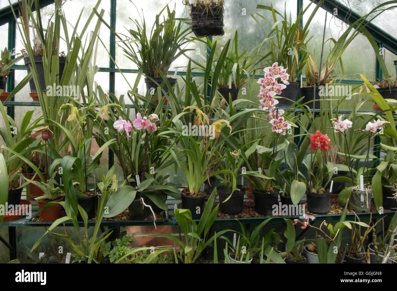 Orchids mixed Pots on gravelfilled bench to aid drainage and humidity MIW252653 Photos Ho