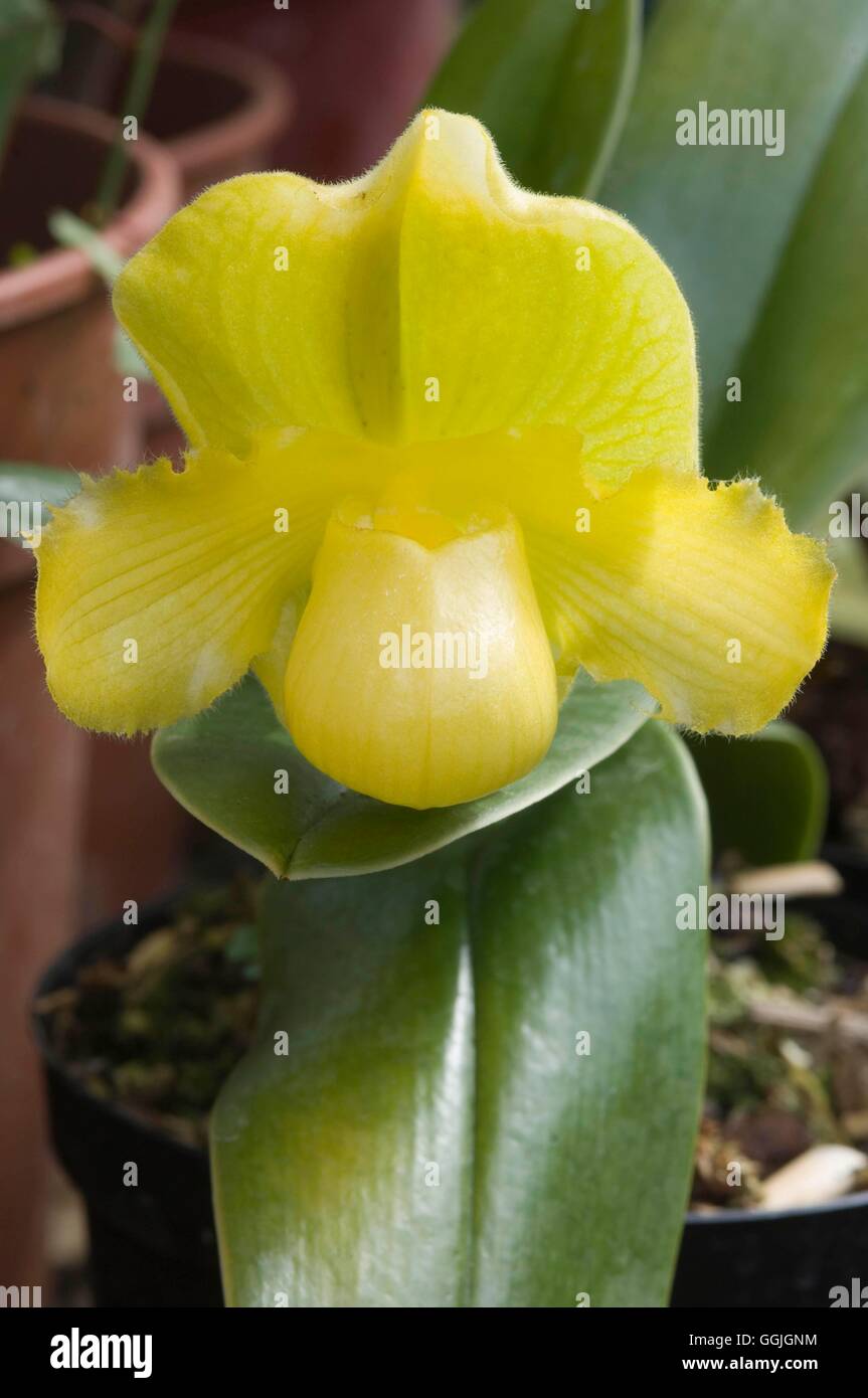 Paphiopedilum ferox x primulinum   MIW252663 Stock Photo