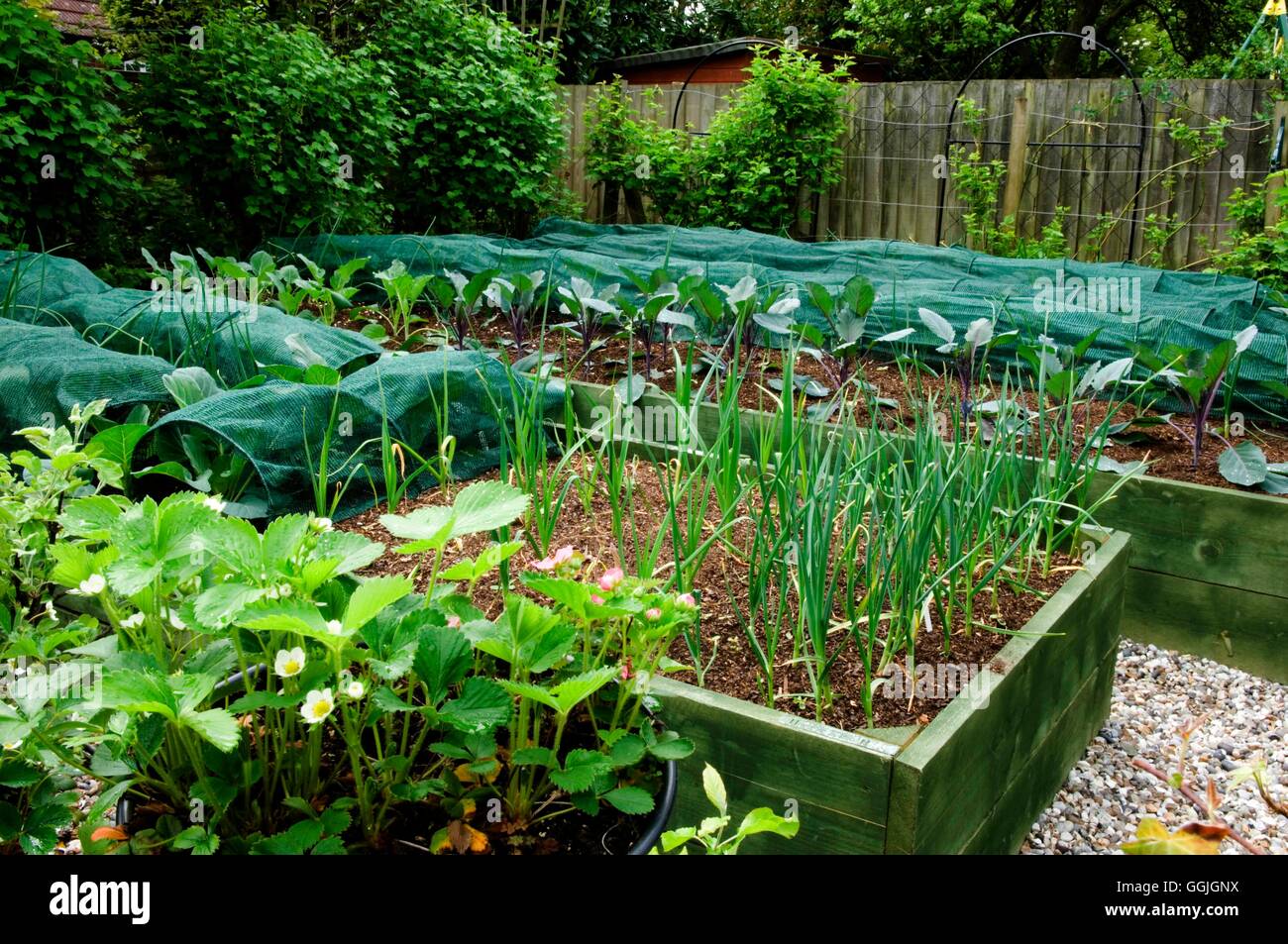 Raised Beds Vegetables MIW252669 Stock Photo Alamy