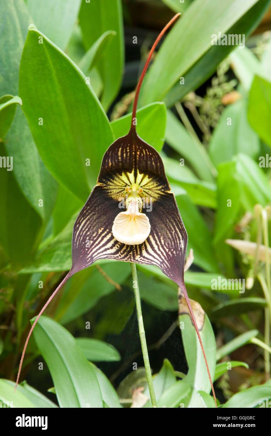 Dracula orchid hires stock photography and images Alamy