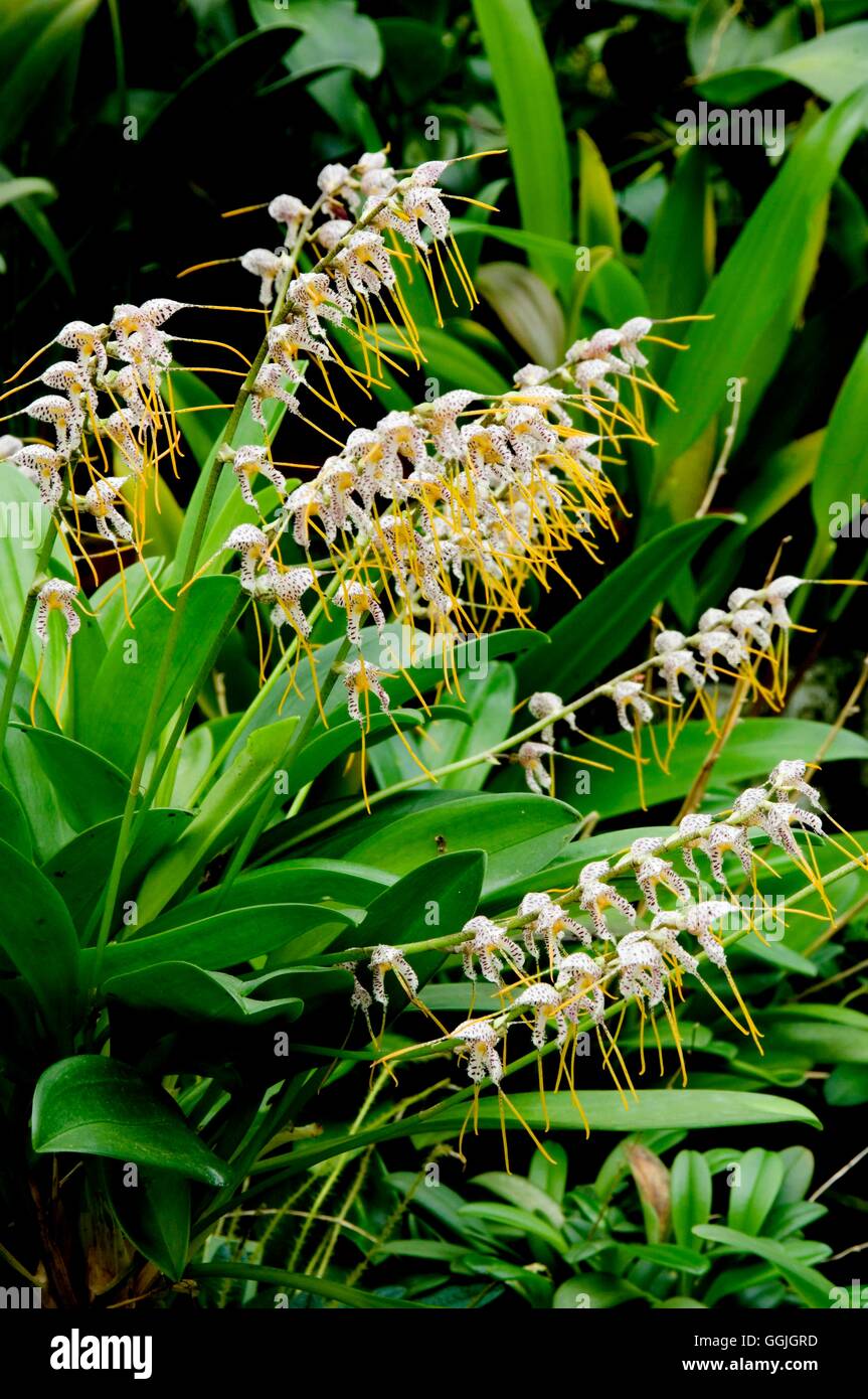 Masdevallia polysticta   MIW252701 Stock Photo