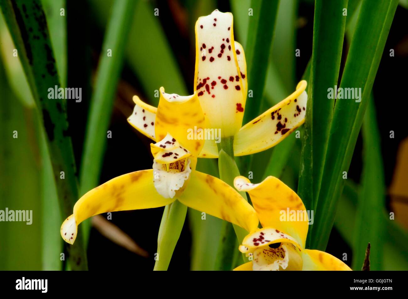 Maxillaria picta   MIW252733 Stock Photo